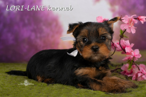 Photo №4. I will sell yorkshire terrier in the city of St. Petersburg. from nursery - price - 390$