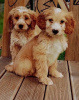 Photo №2 to announcement № 36108 for the sale of american cocker spaniel - buy in Lithuania 