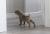 Photo №4. I will sell shar pei in the city of Vilnius. private announcement - price - 317$