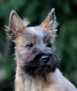 Photo №4. I will sell cairn terrier in the city of Москва. breeder - price - negotiated