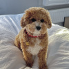 Photo №2 to announcement № 103381 for the sale of poodle (royal) - buy in United States private announcement