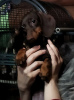 Additional photos: Miniature dachshund puppies, wirehaired and smooth, different colors