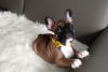 Photo №1. french bulldog - for sale in the city of Харлем | 423$ | Announcement № 79657