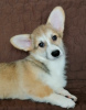 Photo №3. Welsh Corgi Pembroke. Interesting puppies with UKU documents. Ukraine