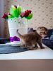 Photo №3. Scottish fold kittens. Belarus