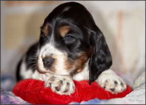 Photo №2 to announcement № 4932 for the sale of english cocker spaniel - buy in Russian Federation from nursery