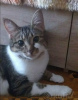 Photo №4. I will sell domestic cat in the city of Minsk. private announcement - price - Is free