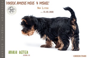 Photo №4. I will sell yorkshire terrier in the city of Zhytomyr. from nursery, breeder - price - 595$