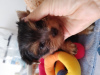 Photo №4. I will sell yorkshire terrier in the city of Yokneam Illit. private announcement - price - 700$