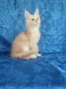 Photo №2 to announcement № 66534 for the sale of maine coon - buy in Russian Federation from nursery