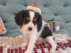 Additional photos: Excellent Cavalier King Charles puppies for reserve