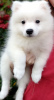 Photo №2 to announcement № 13227 for the sale of japanese spitz - buy in Ukraine from nursery