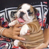 Photo №1. english bulldog - for sale in the city of Geneva | negotiated | Announcement № 94742