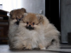 Photo №4. I will sell pomeranian in the city of Kiev. from nursery - price - 1400$