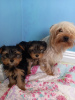 Photo №1. yorkshire terrier - for sale in the city of Munich | 260$ | Announcement № 43028