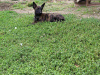 Additional photos: Dutch Shepherd puppies