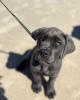 Additional photos: cane corso