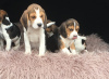 Photo №1. beagle - for sale in the city of Гамбург | Is free | Announcement № 123641