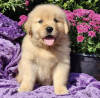 Photo №1. golden retriever - for sale in the city of Harrisburg | 300$ | Announcement № 103624