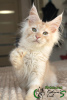 Photo №2 to announcement № 39350 for the sale of maine coon - buy in Russian Federation private announcement, from nursery, breeder