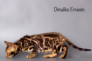 Photo №1. bengal cat - for sale in the city of Kazan | 2000$ | Announcement № 1452