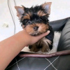 Photo №2 to announcement № 116780 for the sale of yorkshire terrier - buy in Finland 