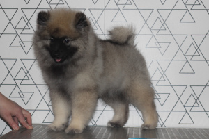 Photo №1. german spitz - for sale in the city of Samara | negotiated | Announcement № 5687