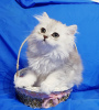 Photo №4. I will sell scottish fold in the city of Minsk. private announcement - price - negotiated