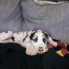 Photo №1. great dane - for sale in the city of Tallinn | 581$ | Announcement № 80547