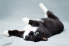 Additional photos: Charming black and white cat Mila with a heart on her paw is looking for the