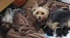 Additional photos: Beautiful Yorkies