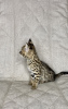 Photo №3. Savannah f1 cat. Russian Federation