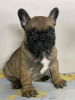 Photo №2 to announcement № 71436 for the sale of french bulldog - buy in Serbia breeder