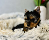 Photo №1. yorkshire terrier - for sale in the city of Ostrava | 317$ | Announcement № 78515