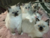 Additional photos: Cute Ragdoll Kittens for Sale available now for you