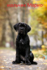 Photo №2 to announcement № 26256 for the sale of cane corso - buy in Belarus private announcement
