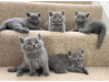 Photo №1. british shorthair - for sale in the city of Антверпен | 264$ | Announcement № 115085