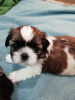 Additional photos: Purebred Shih Tzu puppies