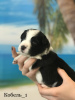 Photo №2 to announcement № 43042 for the sale of border collie - buy in Russian Federation breeder