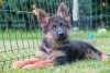 Additional photos: German shepherd puppies