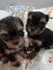 Photo №4. I will sell beaver yorkshire terrier, yorkshire terrier in the city of Vilnius. private announcement, breeder - price - 475$