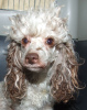 Photo №3. Toy Poodle Pups - Health Tested. Denmark