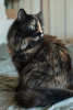 Photo №3. Tricolor Chernichka is looking for a home!. Russian Federation