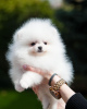 Photo №2 to announcement № 119408 for the sale of pomeranian - buy in Germany private announcement