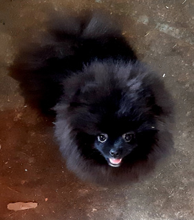 Photo №2 to announcement № 5597 for the sale of pomeranian - buy in Russian Federation private announcement, from nursery