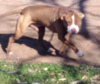 Additional photos: American Pit Bull Terrier puppies