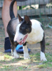 Additional photos: Miniature bull terrier puppies