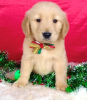 Photo №2 to announcement № 94595 for the sale of golden retriever - buy in United Kingdom private announcement