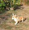 Photo №3. Male Welsh Corgi puppy. Serbia