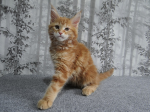 Photo №1. maine coon - for sale in the city of Yaroslavl | 500$ | Announcement № 1535